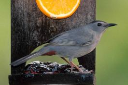 Photo of a gray catbird at a feeder with orange slice and glob of grape jelly.