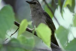 Photo of a gray catbird in a tree.