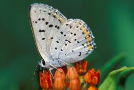 Photo of a gray copper butterfly nectaring on butterfly weed flowers