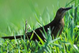 Photo of a female great-tailed grackle walking on a lawn