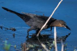 Photo of a female great-tailed grackle wading in shallow water