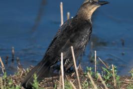 Photo of a female great-tailed grackle standing on the ground near water