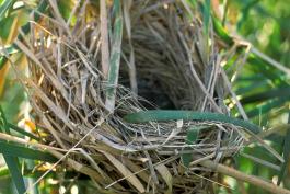 Photo of a great-tailed grackle nest