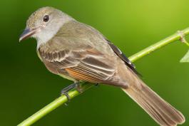 Photo of a great crested flycatcher, perched, showing upperparts