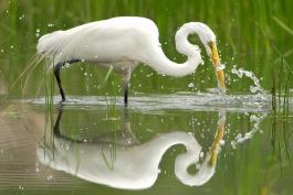 Photo of a great egret fishing, beautifully reflected on the water