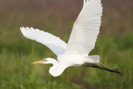 Photo of a great egret in flight