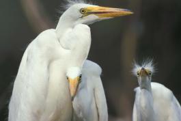 Photo of great egret juveniles.