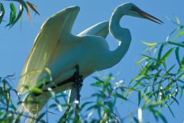 Photo of a great egret on a tree branch