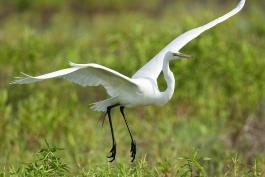 Photo of a great egret taking flight.