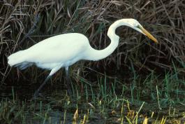 Photo of a great egret wading in a marsh