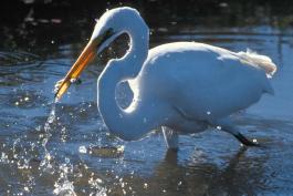 Photo of a great egret catching a fish