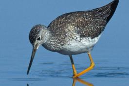 Photo of a greater yellowlegs foraging in shallow water.