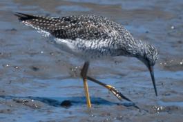 Photo of a greater yellowlegs foraging on a muddy shore.