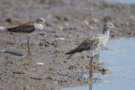 Photo of two greater yellowlegs standing on a muddy shore.