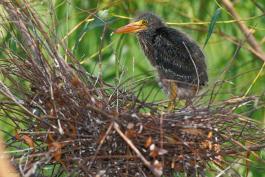 Photo of a green heron nest and nestling