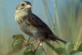 Photo of a Henslow’s sparrow.
