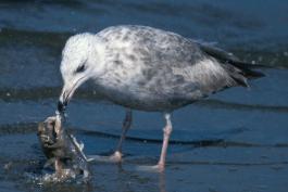 Photo of a juvenile herring gull eating a dead fish.
