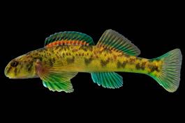 Greenside darter male, side view photo with black background