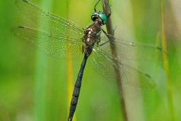 Hine's emerald dragonfly perched on a plant stalk
