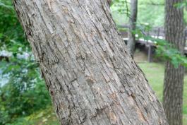 Photo of mature hob hornbeam trunk showing bark