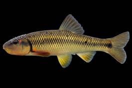Hornyhead chub, male in spawning colors, side view photo with black background