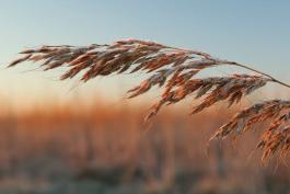 Photo of Indian grass seed head with frost