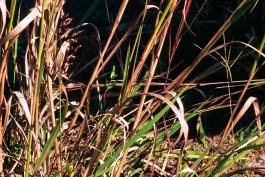 Photo of bases of Indian grass stems in autumn