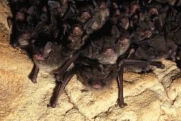 Photo of Indiana bats
