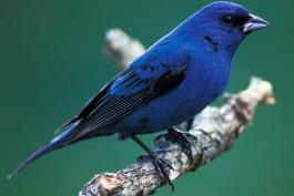 Photo of a male indigo bunting perched on a branch, side view.