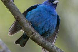 Photo of a perched male indigo bunting, stretching wings outward, breast feathers puffed.