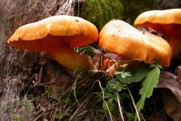 Photo of Jack-o’-lantern mushrooms, shown from the side