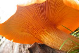 Photo of the underside of a Jack-o’-lantern mushroom, showing gills