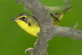 Photo of a Kentucky warbler skulking on a small tree branch