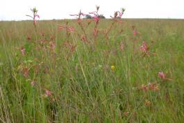 Photo of a large-flowered gaura blooming in a prairie