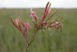 Photo of a large-flowered gaura inflorescence