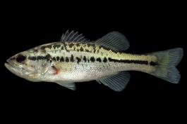 Largemouth bass juvenile, side view photo with black background