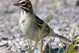 Photo of a lark sparrow walking on the ground