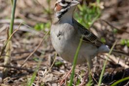 Photo of a lark sparrow walking on the ground