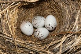 Photo of a lark sparrow nest containing four eggs