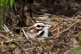 Photo of a lark sparrow on its nest