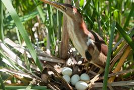Photo of a least bittern female over nest and eggs.