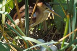 Photo of a least bittern female over nest and eggs.