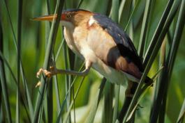 Photo of a least bittern male straddling cattails in a marsh.