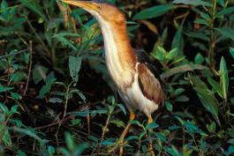 Photo of a least bittern male with outstretched neck.