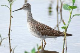 Side view of lesser yellowlegs walking in shallow water near emergent aquatic plants