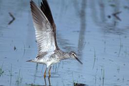 Lesser yellowlegs standing in shallow water with wings raised