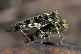 Pair of lichen grasshoppers mating