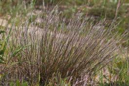 Photo of a little bluestem clump flowering in late summer