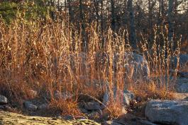 Photo of a little bluestem colony with copper-colored foliage in autumn