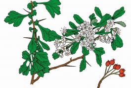 Illustration of littlehip hawthorn leaves, flowers, fruits.